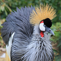 McMurray Hatchery East African Crowned Crane