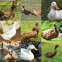 McMurray Hatchery Egg Laying Duck Assortment