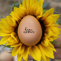 McMurray Hatchery Home Grown Egg Stamp