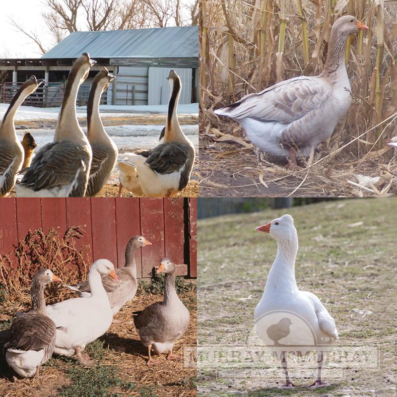 McMurray Hatchery Fancy Goose Package