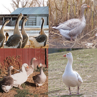 McMurray Hatchery Fancy Goose Package