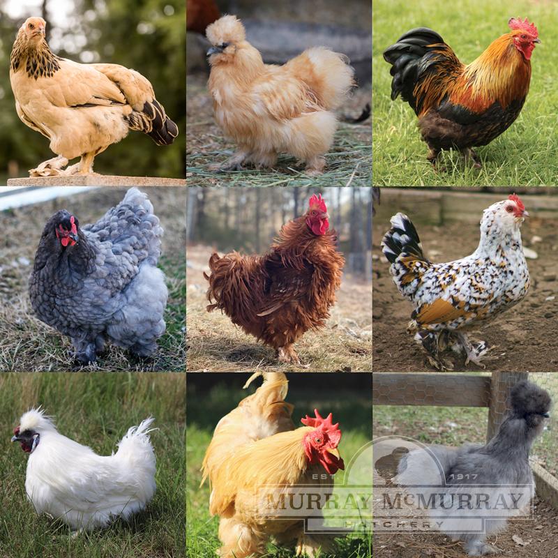 McMurray Hatchery Assorted Feather Footed Bantams jacky illustration
