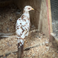 McMurray Hatchery Female Peach Splash Pheasant