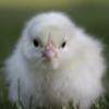 McMurray Hatchery French White Marans Chick