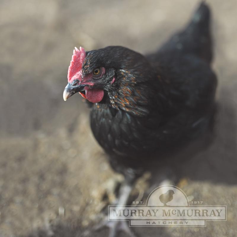 McMurray Hatchery French Black Copper Marans Pullet