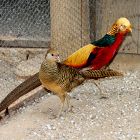 McMurray Hatchery Full-Color Pair Red Golden Pheasants