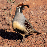 McMurray Hatchery Juvenile Gambel Quail