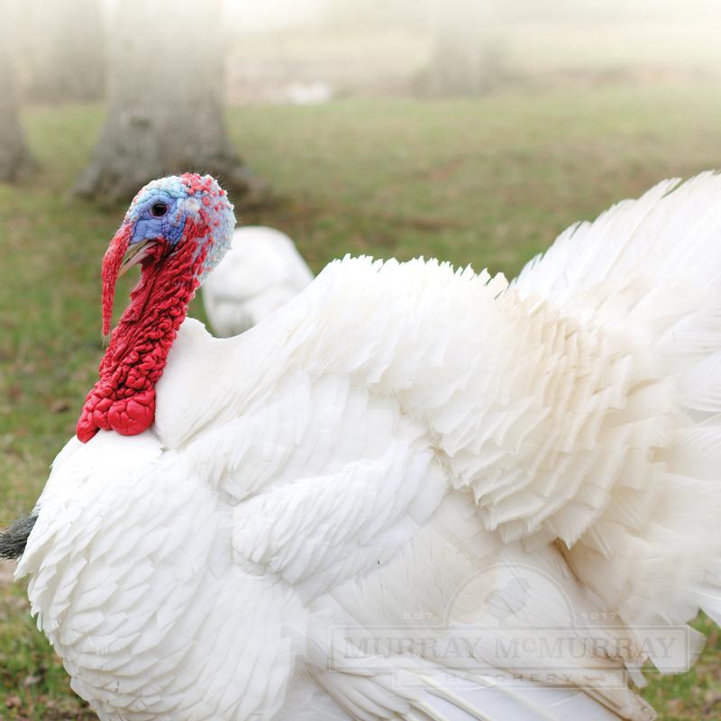 BROAD-BREASTED Giant White TURKEY