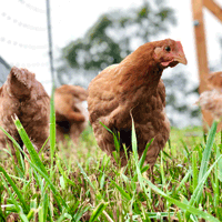 McMurray Hatchery Young Ginger Broiler on Grass
