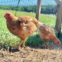 McMurray Hatchery Ginger Broilers