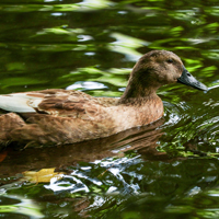 McMurray Hatchery Gold Star Hybrid Duck