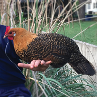 McMurray Hatchery Golden Campines
