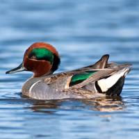 McMurray Hatchery Green Winged Teal Duck