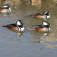 McMurray Hatchery Hooded Merganser Ducks