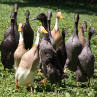 McMurray Hatchery Runner Duck Assortment