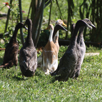 McMurray Hatchery Indian Runner Ducks