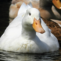McMurray Hatchery Jumbo Pekin Duck