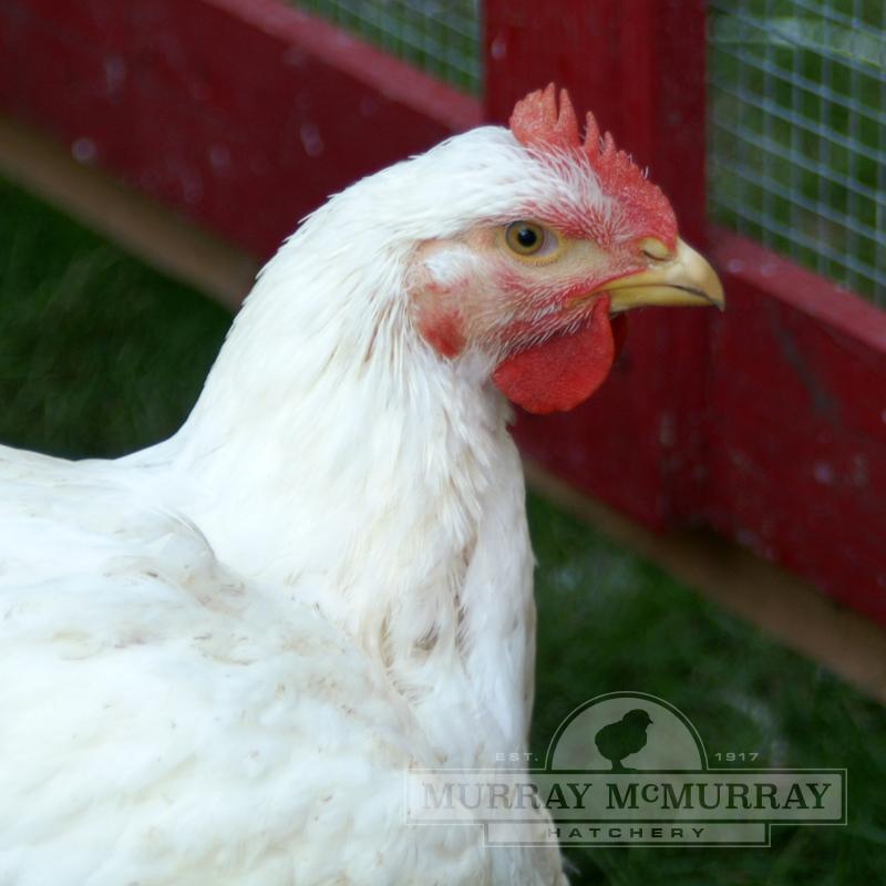 McMurray Hatchery | Best Chicken Breeds for Meat | Jumbo Cornish Cross