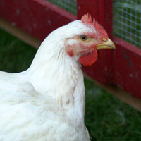 McMurray Hatchery Jumbo Cornish X Rock