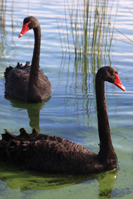 McMurray Hatchery Juvenile Australian Black Swans