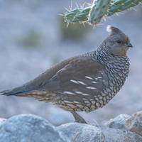 McMurray Hatchery Juvenile Blue Scale Quail