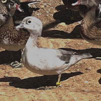 McMurray Hatchery Juvenile Ducks | Silver Wood Ducks