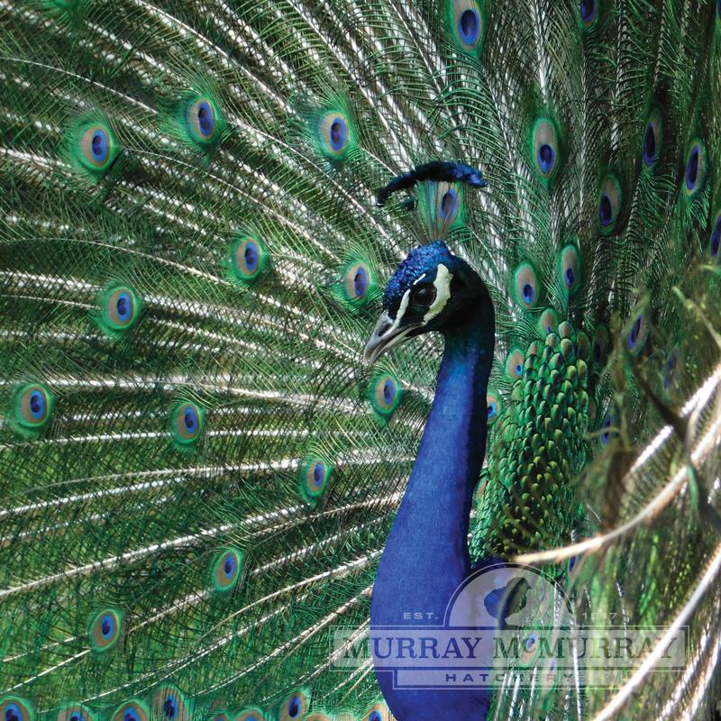 McMurray Hatchery Juvenile India Blue Peafowl