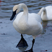 McMurray Hatchery Trumpeter Swan