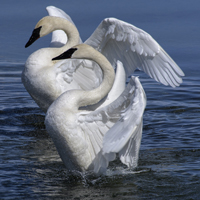 McMurray Hatchery Trumpeter Swans