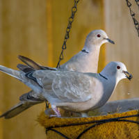 McMurray Hatchery Juvenile Doves