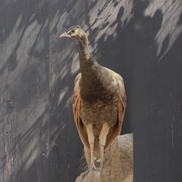 McMurray Hatchery Juvenile Peafowl | Cameo Peafowl Pairs