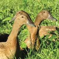 McMurray Hatchery Khaki Campbell Ducks