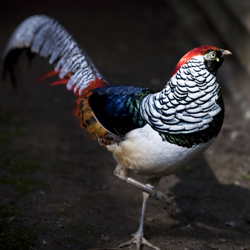 Image result for lady amherst pheasant
