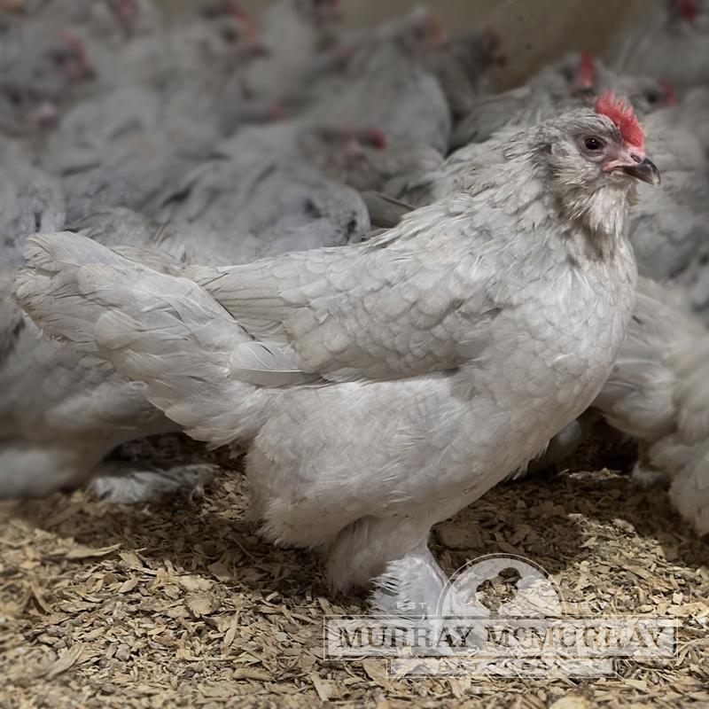 McMurray Hatchery Lavender Belgian Bearded D'Uccle Bantam Chickens