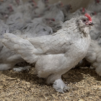 McMurray Hatchery Lavender Belgian Bearded D'Uccle Bantam Chickens
