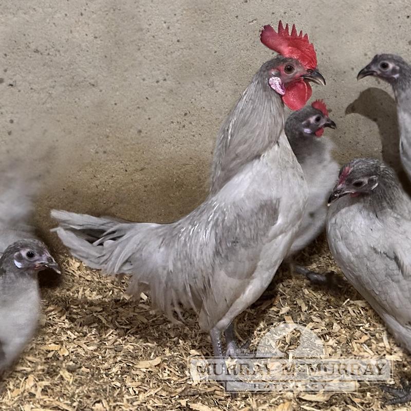 McMurray Hatchery Lavender Old English Game Bantam Chickens