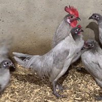 McMurray Hatchery Lavender Old English Game Bantam Chickens