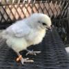 McMurray Hatchery Lavender Orpington Baby Chick