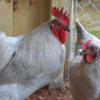 McMurray Hatchery Lavender Orpington Rooster and Hen