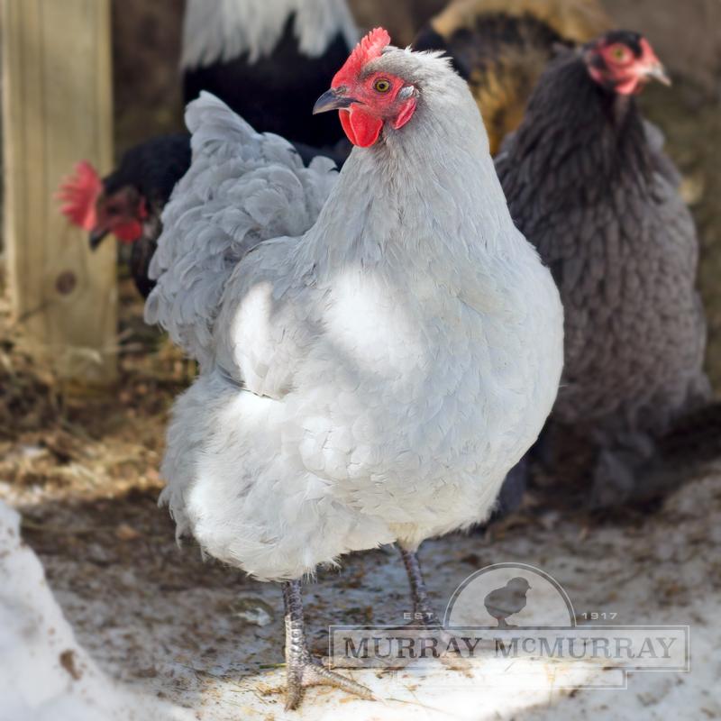 Details about   5 Lavender Orpington Hatching Eggs-NPIP Certified 