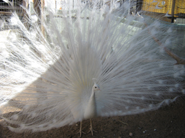 McMurray Hatchery Leucism Peacock with Full Tail