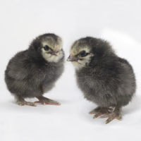McMurray Hatchery Light Brahma Baby Chicks