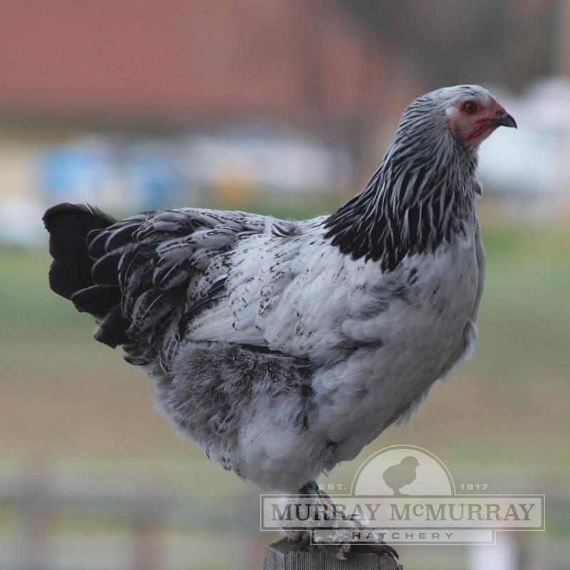 McMurray Hatchery Light Brahma Chicken