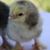 McMurray Hatchery Light Brahma Day-Old Baby Chicks