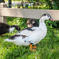 McMurray Hatchery Magpie Ducks