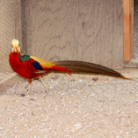 McMurray Hatchery Male Full-Color Red Golden Pheasant