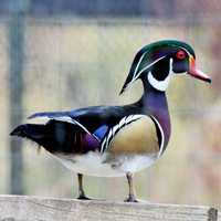 McMurray Hatchery Male Wood Duck