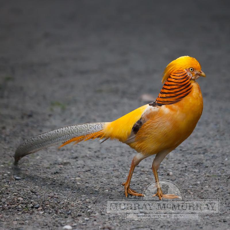 Murray McMurray Hatchery - Yellow Golden Pheasant