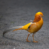 McMurray Hatchery Male Yellow Golden Pheasant