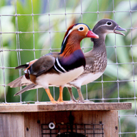 McMurray Hatchery Mandarin Duck Pair